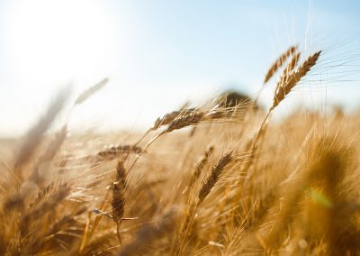 How Much Does It Cost to Start a Farm?