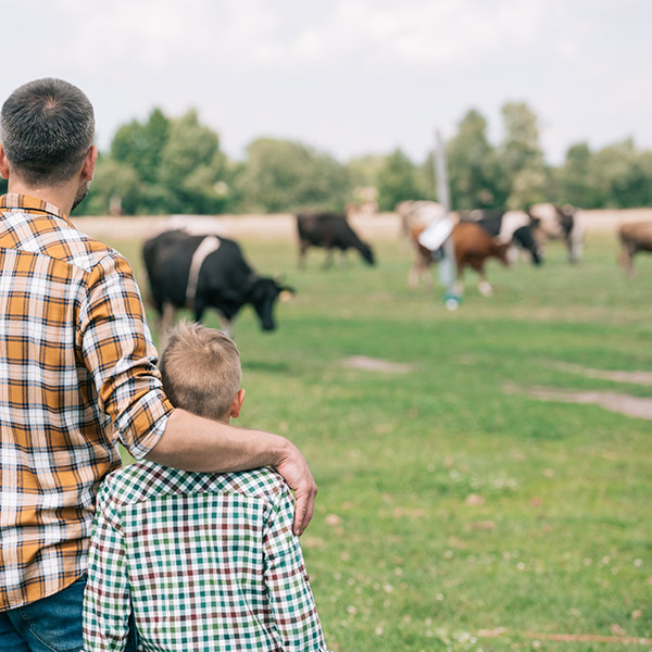 back view of father and son standing together and looking at cow
